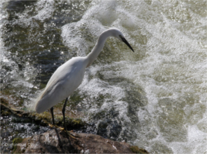 
			 Aigrette 