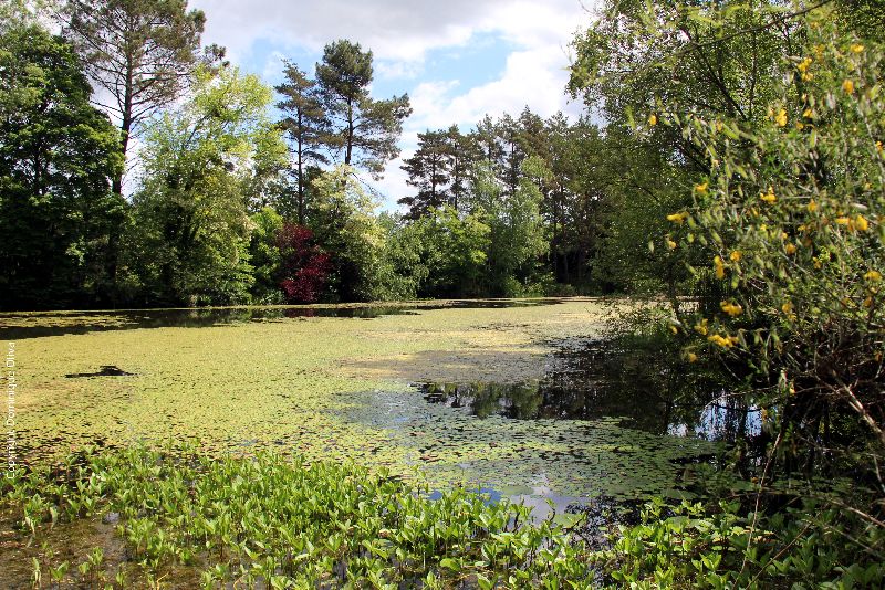 Arboretum of Veigné 