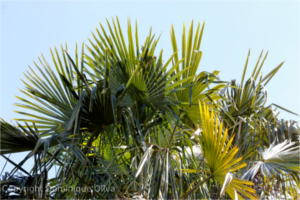 
			Jardin Botanique Tours