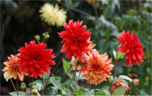 
			 jardin Botanique Tours