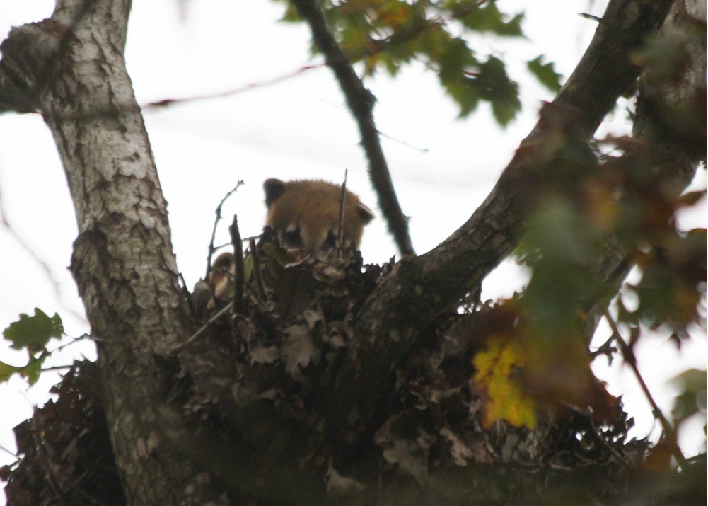 Coati réserve de  la Haute Touche