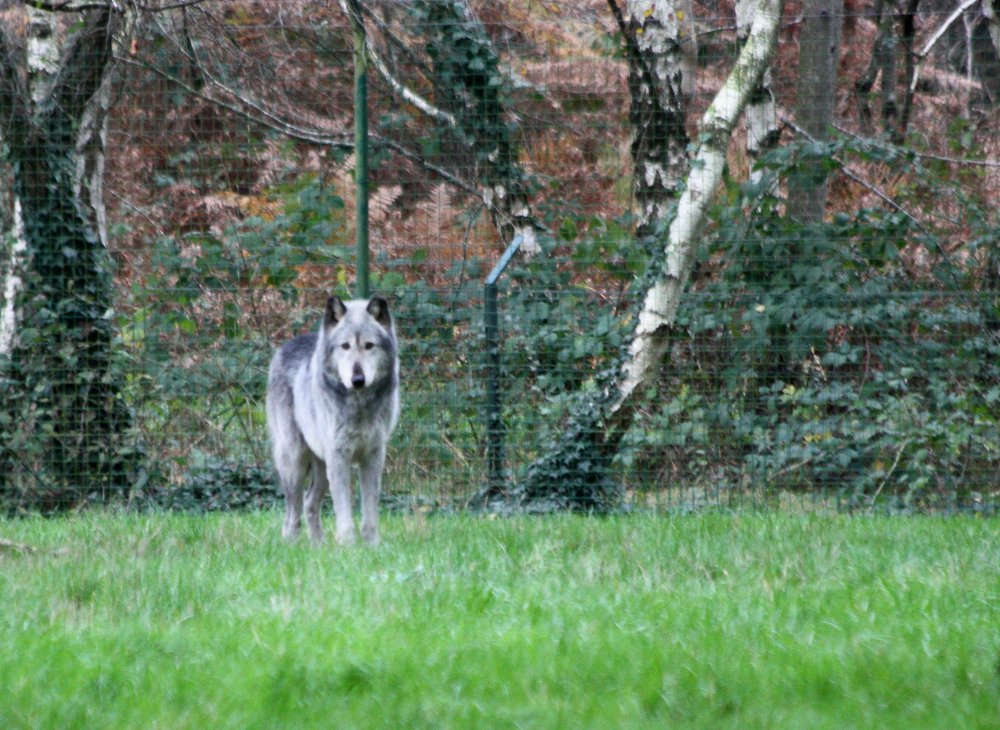 loups réserve de la Haute Touche