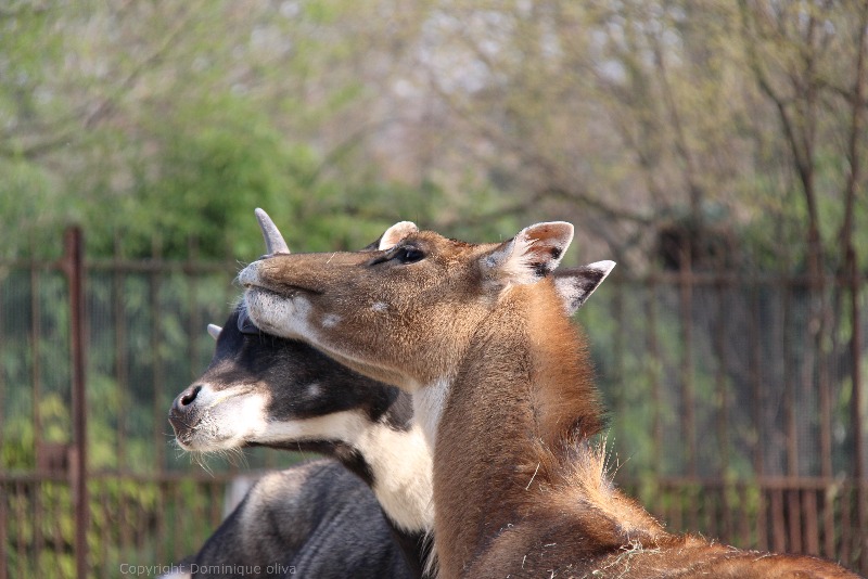 menagerie jardin des plantes 