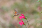 nature en fête 