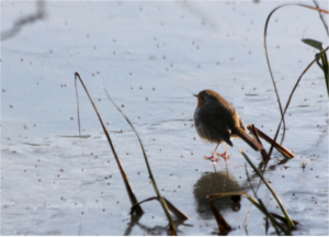 
			 rouge gorge lac joue les tours 